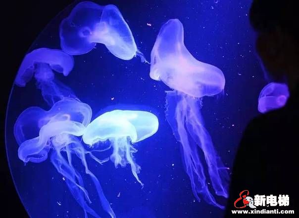 世界上最美的电梯，带你畅游海底世界(图16)