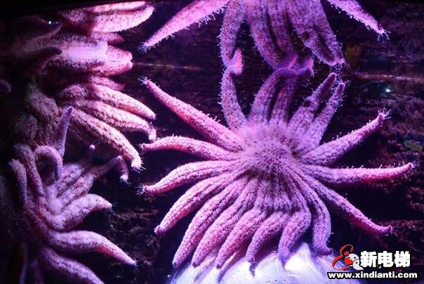 世界上最美的电梯，带你畅游海底世界(图17)