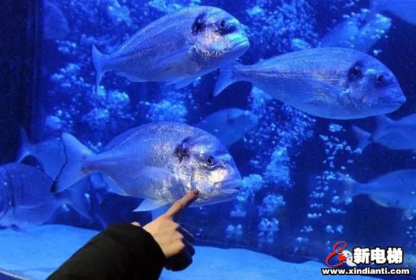 世界上最美的电梯，带你畅游海底世界(图19)