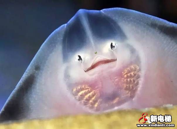 世界上最美的电梯，带你畅游海底世界(图25)
