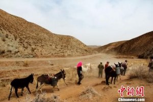 甘肃肃南严重旱情致五千余头牲畜“渴死”