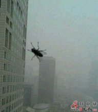 搭电梯上29楼的苍蝇