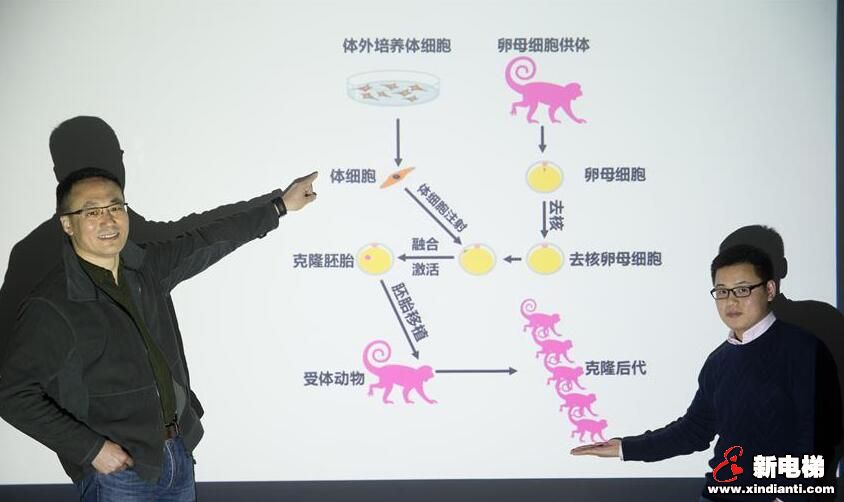 中国科学家成功克隆两只猴在中国诞生