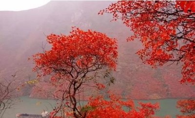 最后冲刺，只为您乘坐“亚洲第一梯”赏漫山红叶(图1)