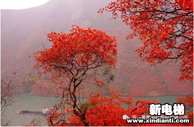 巫山红叶节开幕在即乘莱茵神女天梯览深秋奇景(图1) 巫山红叶节开幕在即乘莱茵神女天梯览深秋奇景(图1)