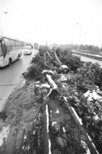 浙江慈溪近十公里绿化带被挖 工人兜售树木