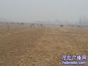 河北磁县150亩麦地被毁 村民疑与征地有关