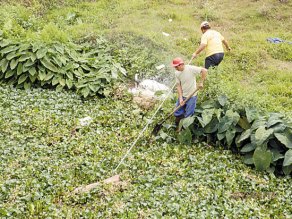 广东鹤山一条河成死猪“水葬”地 每年抛上百头
