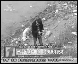 湖南湘江长沙段发现50余头死猪 部分已严重腐烂