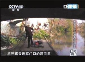 调查称嘉兴农户多未获得每头80元死猪补贴