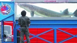 院士呼吁长江禁渔10年：渔业资源到了最危险时候