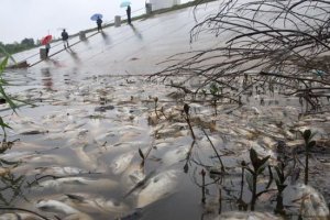 湖南猪场污染百亩稻田 老板为当地政协委员(图)