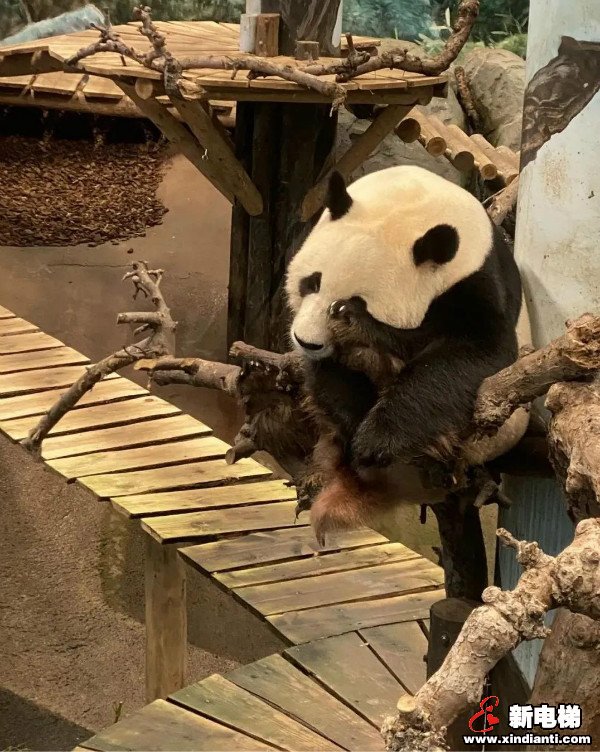 CIBES西柏思丨搭乘西柏思电梯 遇见可爱的它们——旅居大熊猫(图1)