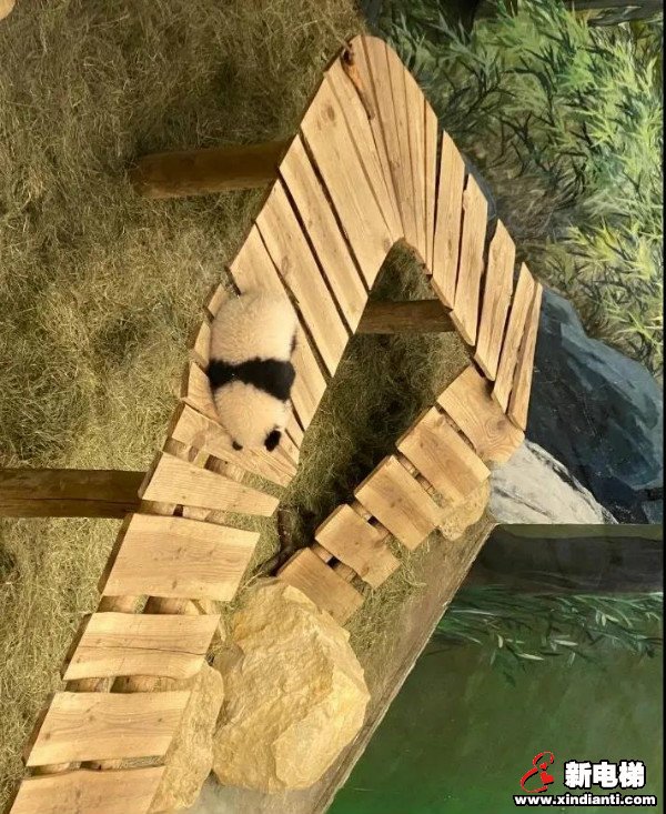 CIBES西柏思丨搭乘西柏思电梯 遇见可爱的它们——旅居大熊猫(图4)